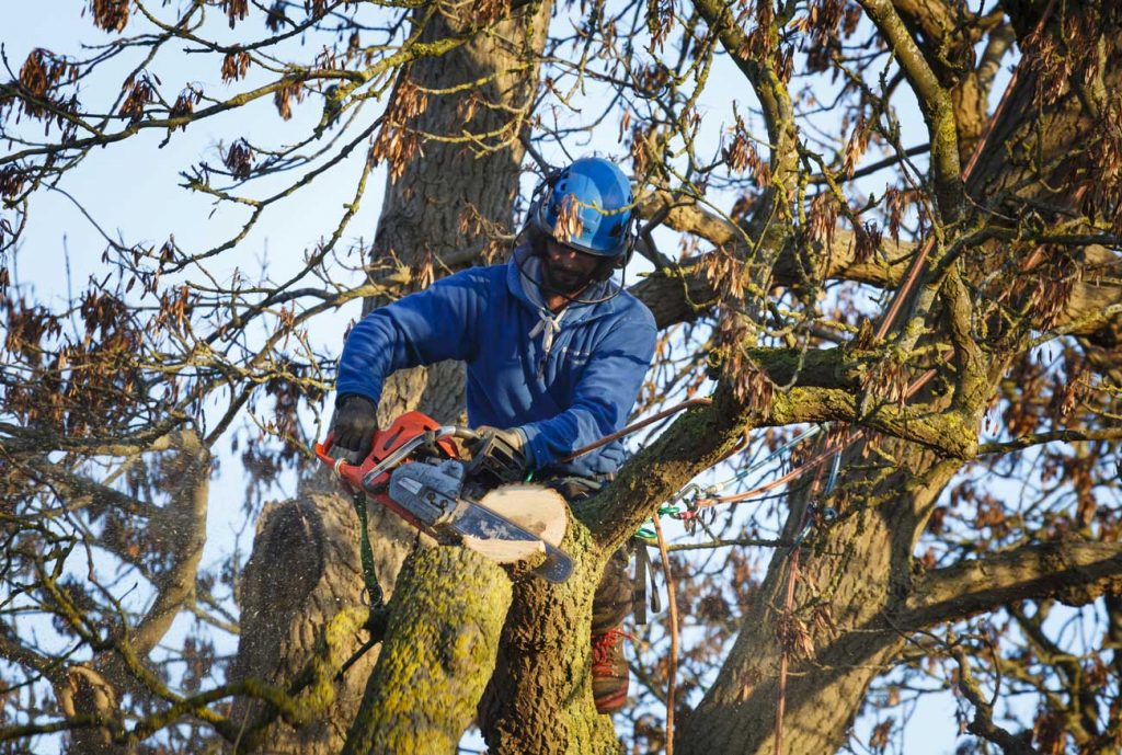 Tree Contractor