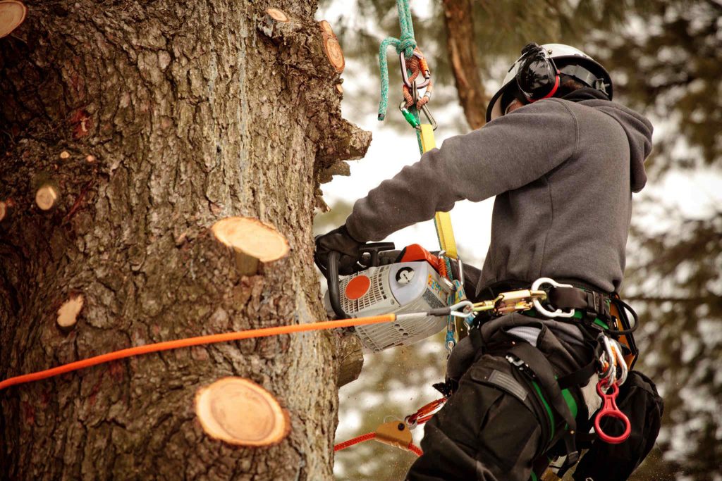 Tree Service